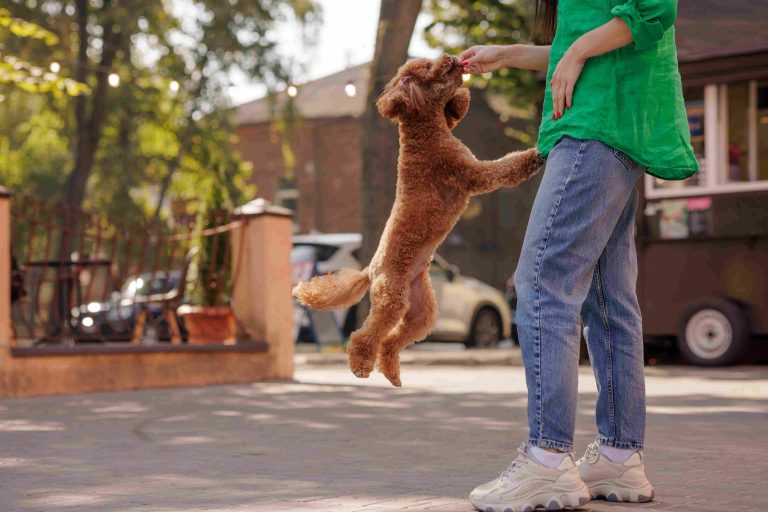 Why Puppy Training Shapes a Lifetime of Good Behavior