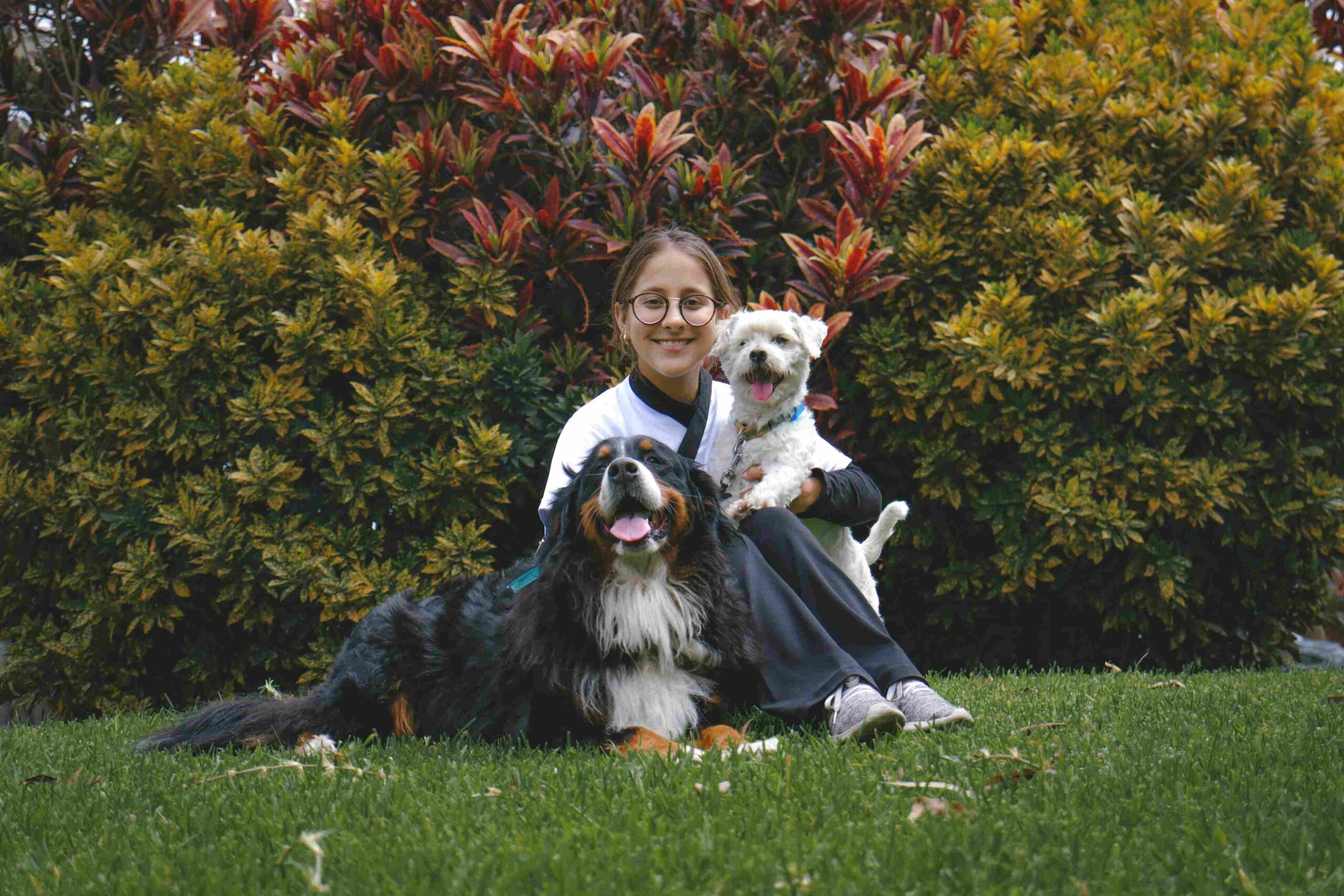 Why Puppy Training Shapes a Lifetime of Good Behavior